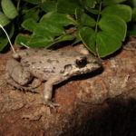 Herpetofauna de los humedales de Andalucía, Valle del Cauca, Colombia