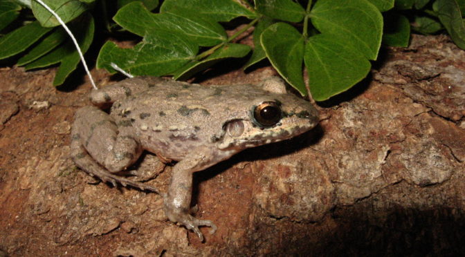 Herpetofauna de los humedales de Andalucía, Valle del Cauca, Colombia