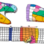 Una nueva especie de Amphisbaena (Squamata: Amphisbaenidae) de la región Orinoquia de Colombia