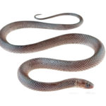 Teresita’ s Coffee-Snake (Ninia teresitae)