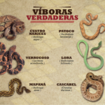 Cómo diferenciar las serpientes venenosas colombianas
