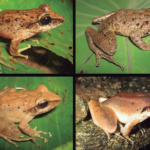 Una nueva especie de Craugastordel valle del río Magdalena, Colombia