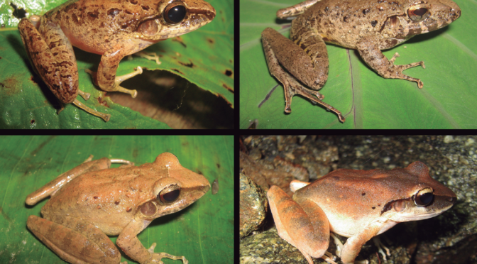 Una nueva especie de Craugastordel valle del río Magdalena, Colombia