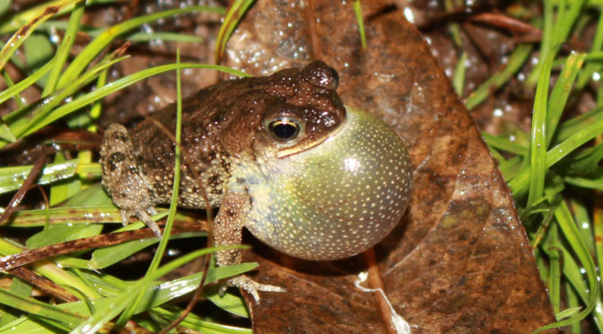 Sapos, región cisandina, región trasandina, Bufonidae