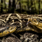 Bothrops atrox (Linnaeus, 1758) Mapaná