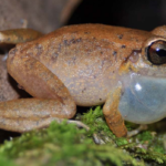 Una Nueva Especie de Pristimantis de Arauca, Colombia