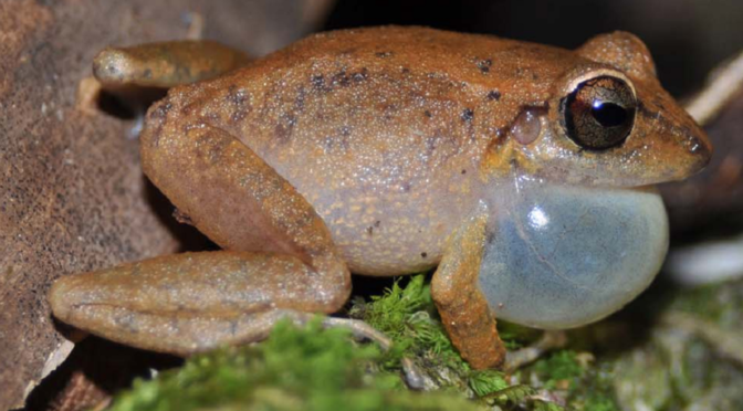 Una Nueva Especie de Pristimantis de Arauca, Colombia