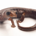 Distribución, idoneidad del hábitat, estado de conservación e historia natural de la salamandra en peligro de extinción Bolitoglossa pandi
