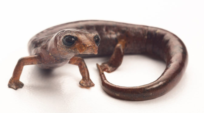 Distribución, idoneidad del hábitat, estado de conservación e historia natural de la salamandra en peligro de extinción Bolitoglossa pandi