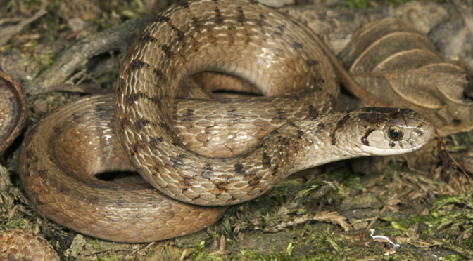 Nuevos registros de reptiles y anfibios de Texas