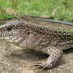 Reptiles de Colombia
