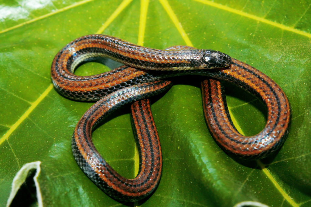 Serpiente Hemipene Atractus alytogrammus