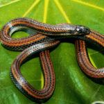 Serpiente Hemipene Atractus alytogrammus